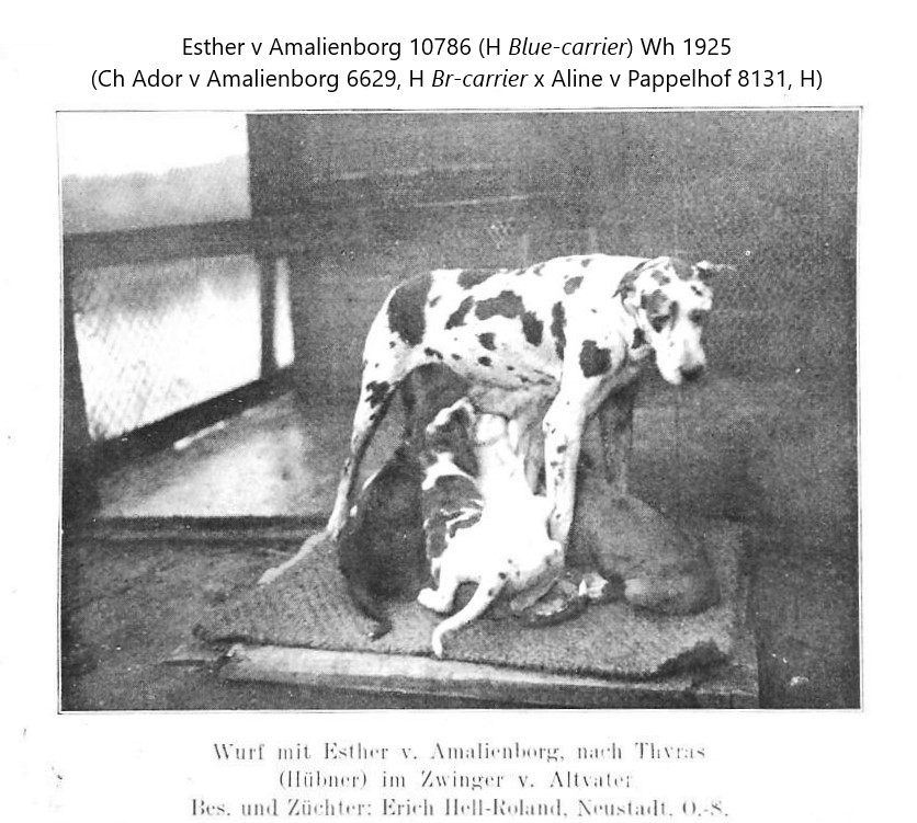 Esther v Amalienborg